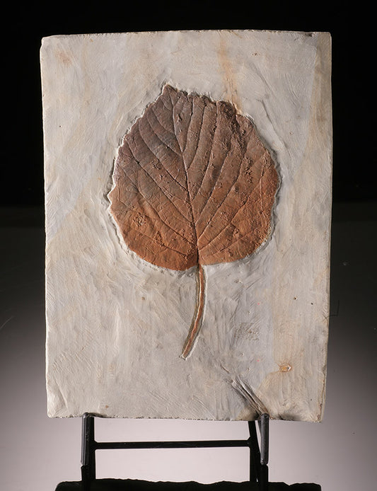 Davidia antiqua Fossl Leaf Plate (with stand)