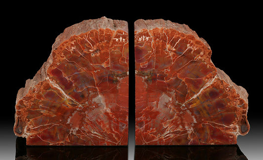 Arizona Petrified Wood Bookends - Conifer