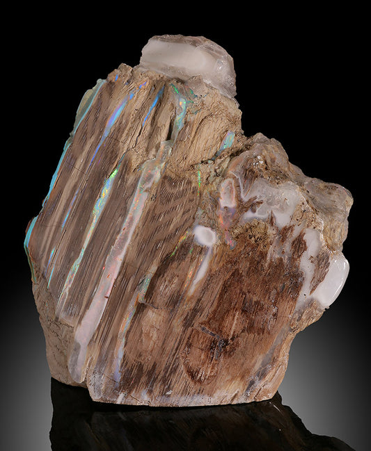 3-3/4" Opalized Wood, Nevada