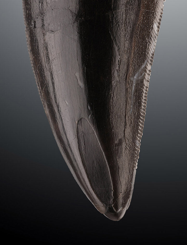 Tyrannosaurus rex tooth
