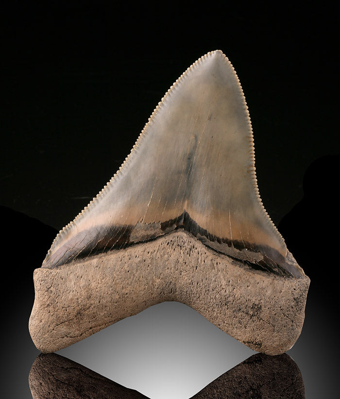 Megalodon Tooth, South Carolina