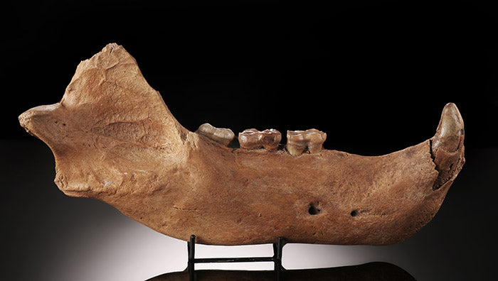 12" Cave Bear Jaw (with stand)
