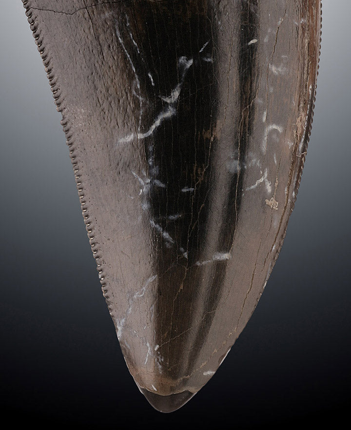 Tyrannosaurus rex tooth
