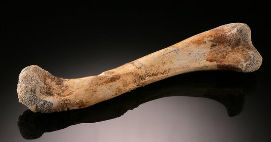 Crocodile Femur
