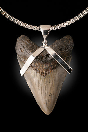 Megalodon Shark Tooth Pendant (with chain)