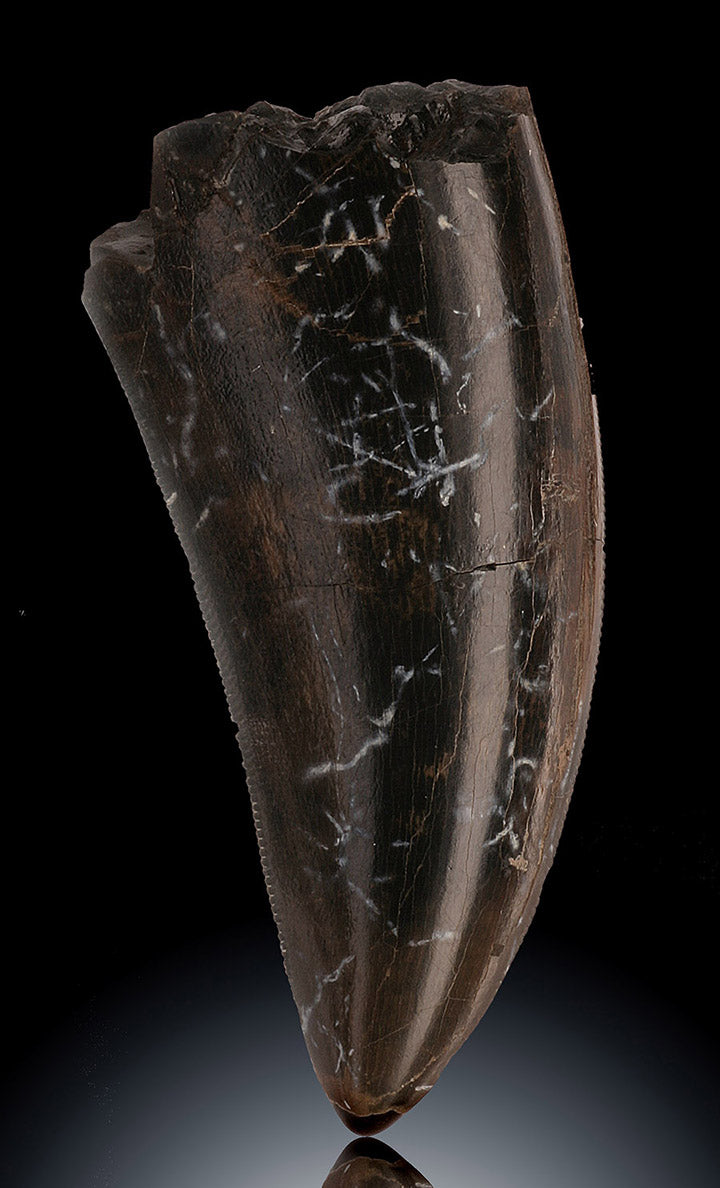 Tyrannosaurus rex tooth