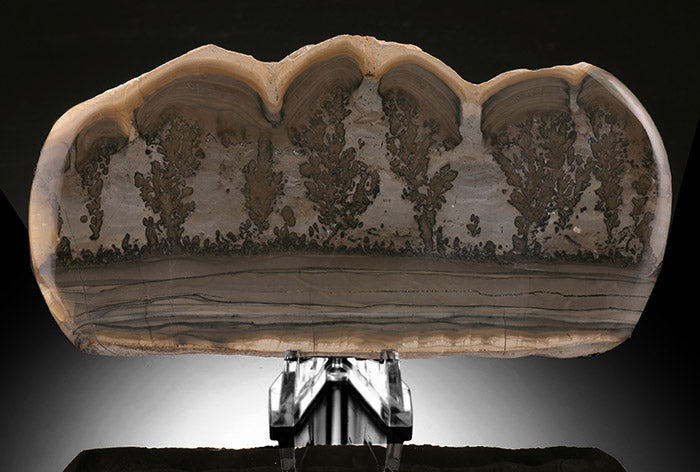 Cotham Marble Stromatolite (with stand)