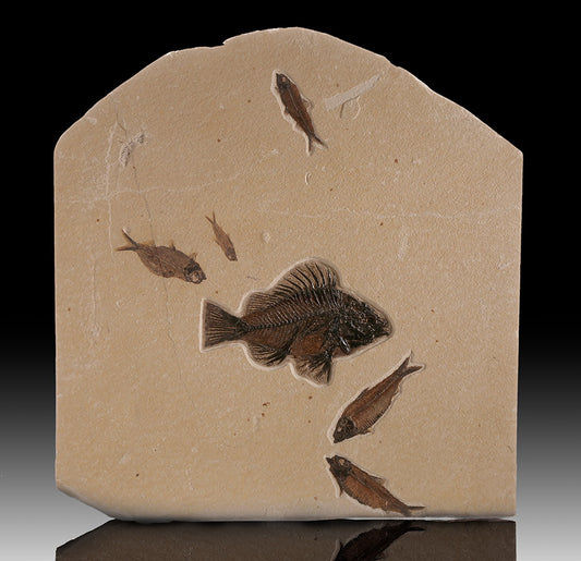Multiple Specimen Mortality Plate