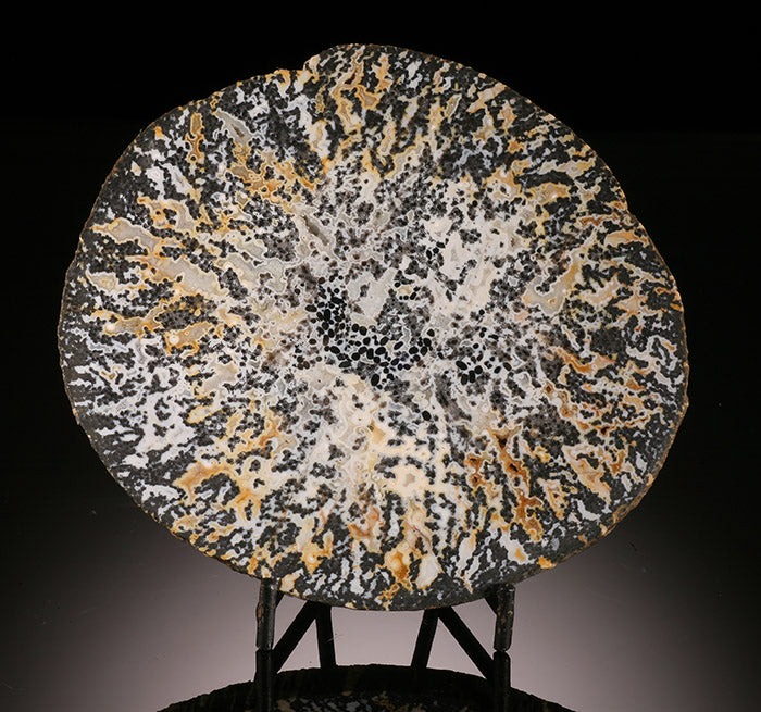 Petrified Palm Wood (with stand)