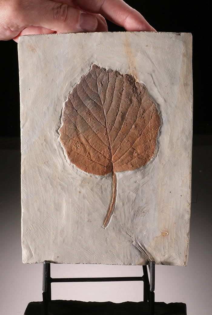 Davidia antiqua Fossl Leaf Plate (with stand)