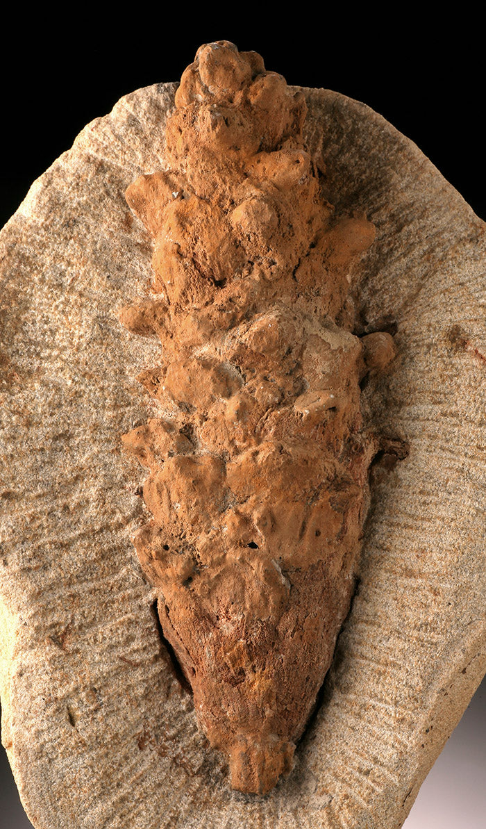 Fossilized Pine Cone (with stand)