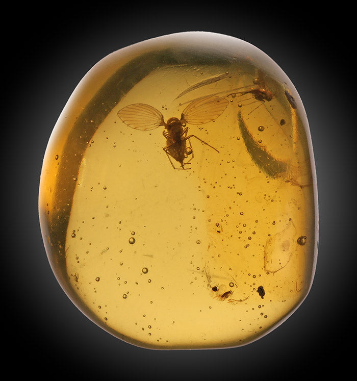 Amber with Rare Flying Bug