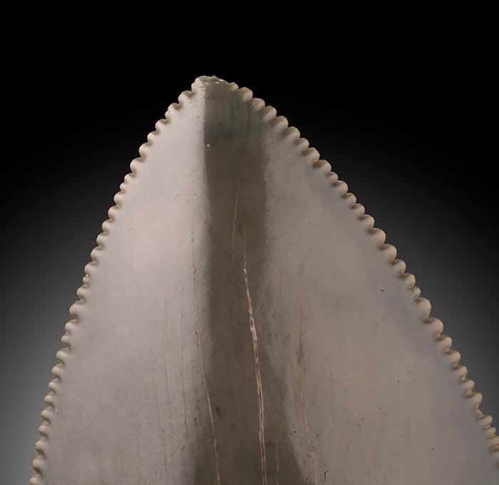 Megalodon Tooth, South Carolina
