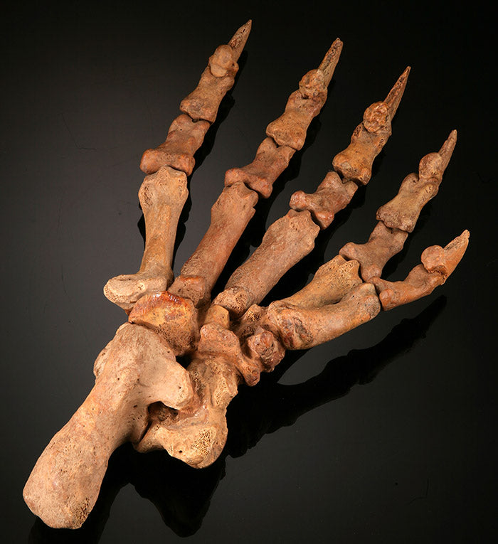 Large Cave Bear Paw