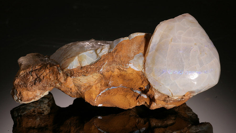 Fossilized Clams with Opal Replacement