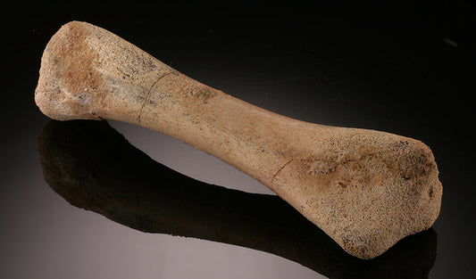 Crocodile Tibia, Morocco