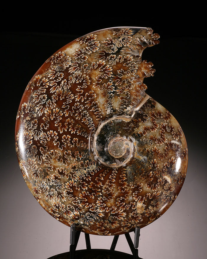 6-1/2" Sutured Ammonite (with stand)