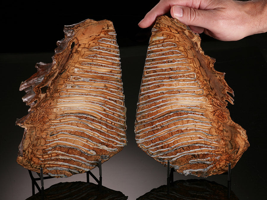 Fossil Mammoth Tooth Cross Section Pair (with stands)