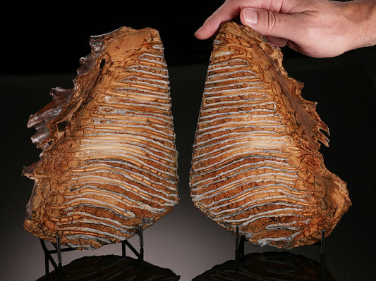 Fossil Mammoth Tooth Cross Section Pair (with stands)