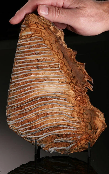 Mammoth Tooth Cross-Section