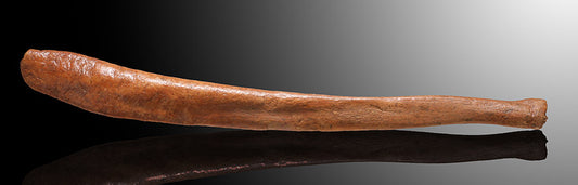 Ursus spelaeus Baculum (Cave Bear Penile Bone)