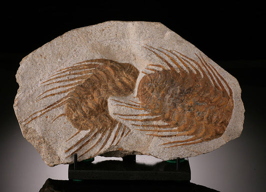 Trilobite Selenopltis