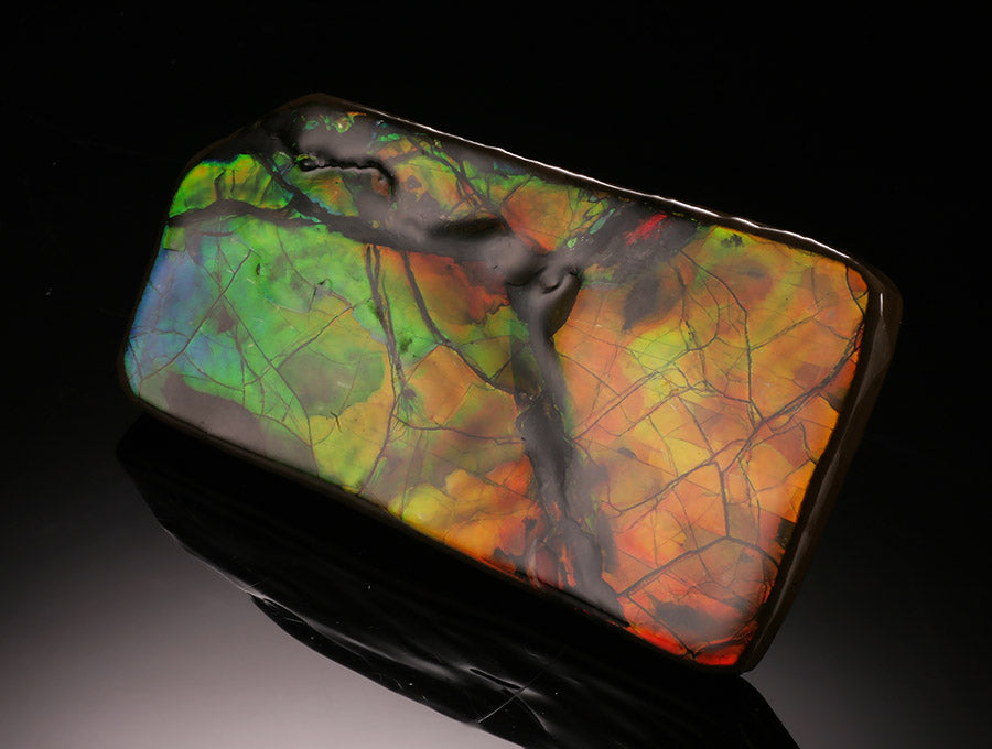 Ammolite Fossil