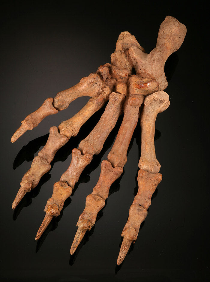 Large Cave Bear Paw