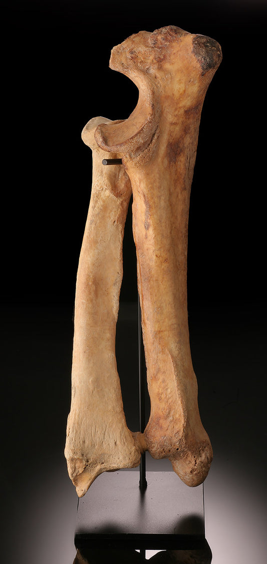Cave Bear "Ursus spelaeus" Radius & Ulna