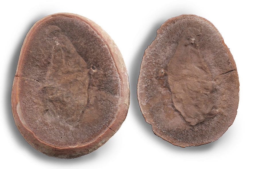 Tullimonstrum gregarium, Tully Monster with Excellent Eyes! (Pit