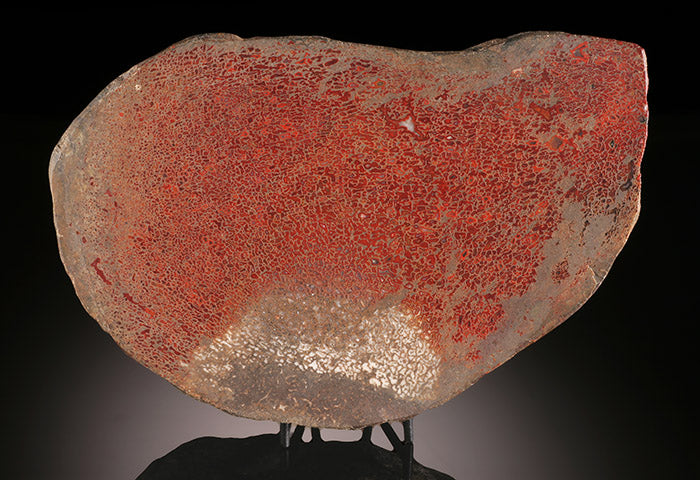 Large Partial-Polished Dino Bone (with stand)