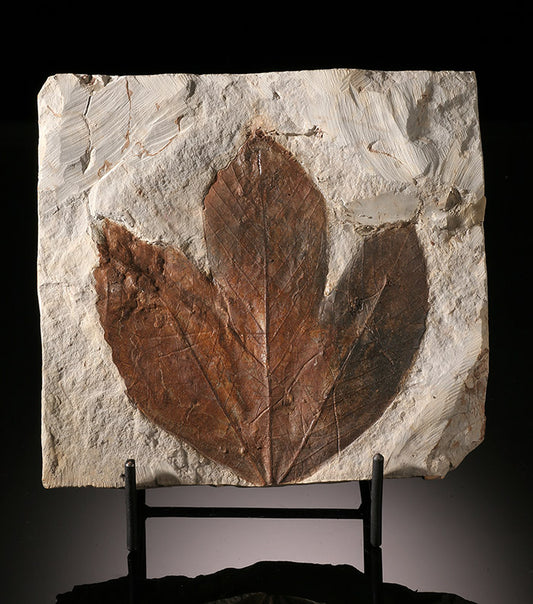 Sycamore Fossil Leaf (with stand)
