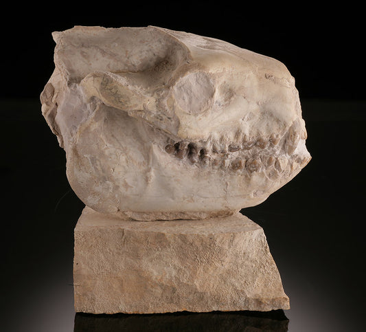 Oreodont Skull (Merycoidodon gracilis)