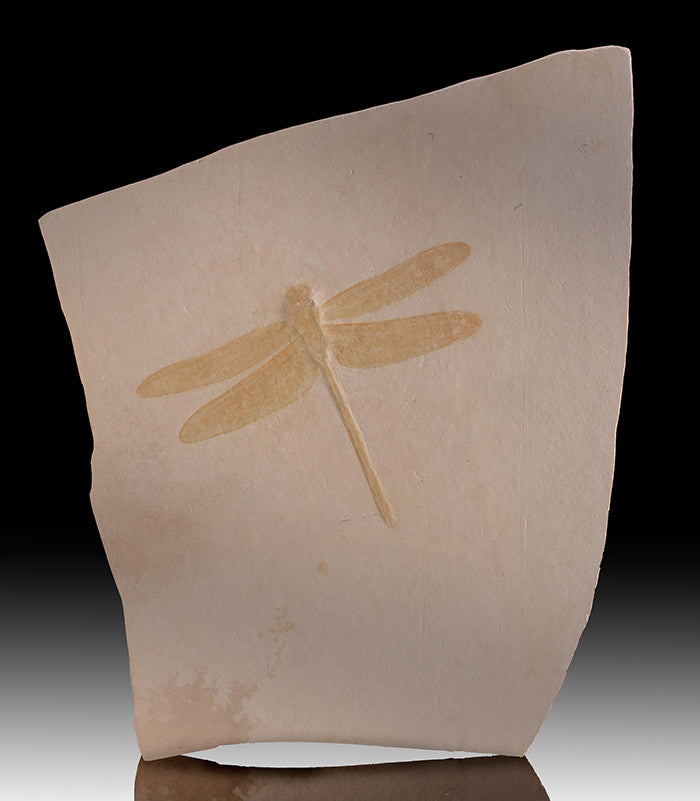 9-3/4" Dragonfly Fossil Plate (w/ stand)
