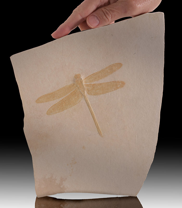 9-3/4" Dragonfly Fossil Plate (w/ stand)
