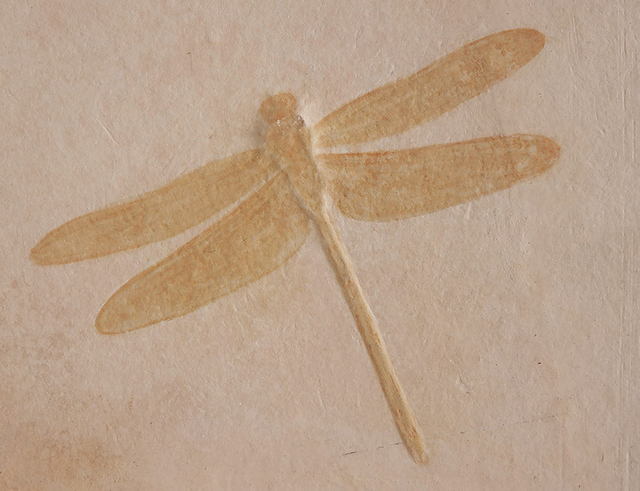 9-3/4" Dragonfly Fossil Plate (w/ stand)