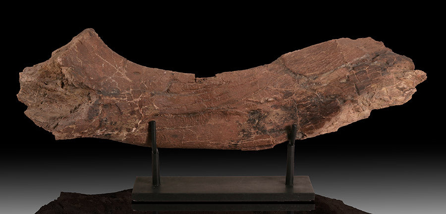 Triceratops Ischium (with stand)