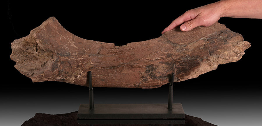 Triceratops Ischium (with stand)