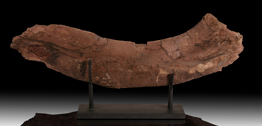 Triceratops Ischium (with stand)