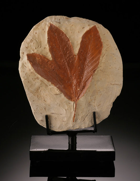 Double-Sided Fossil Leaf on Swivel Stand