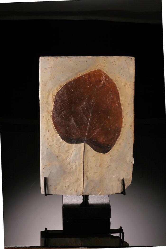 Double-Sided Fossil Leaf on Swivel Stand (Copy)