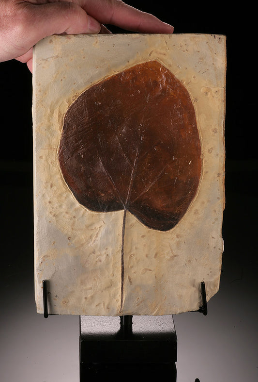 Double-Sided Fossil Leaf on Swivel Stand (Copy)