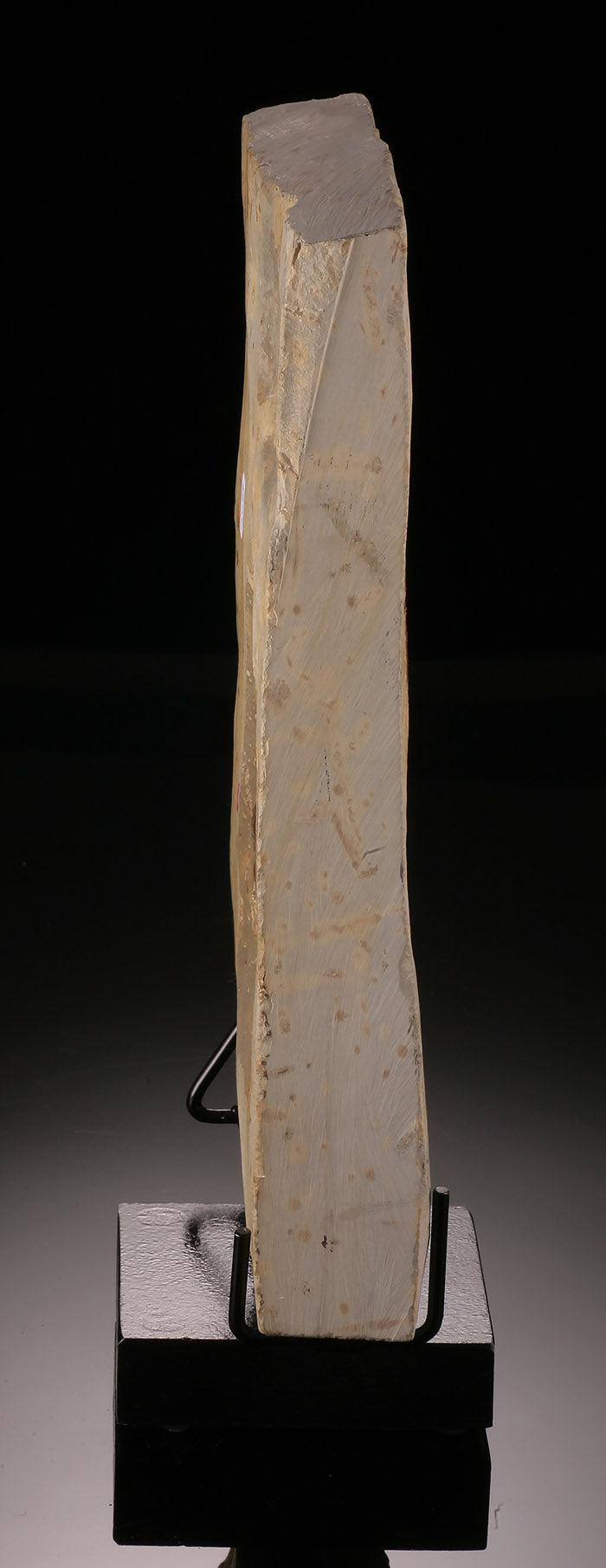Double-Sided Fossil Leaf on Swivel Stand (Copy)