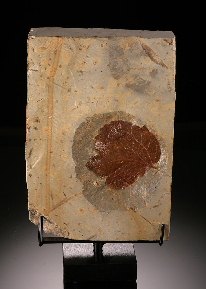 Double-Sided Fossil Leaf on Swivel Stand (Copy)