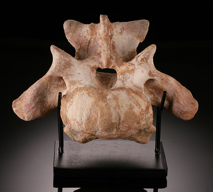 Spinosaurus Vertebrae with Stand