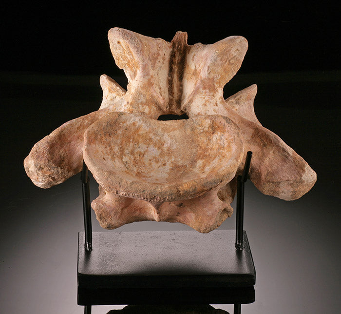 Spinosaurus Vertebrae with Stand