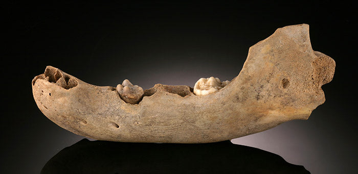 Juvenile Cave Bear Jaw