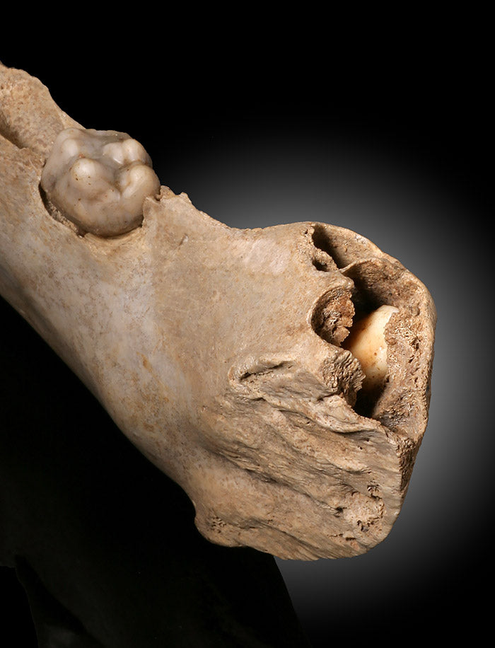 Juvenile Cave Bear Jaw
