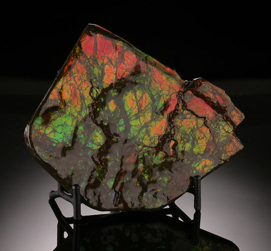Ammolite (with stand)