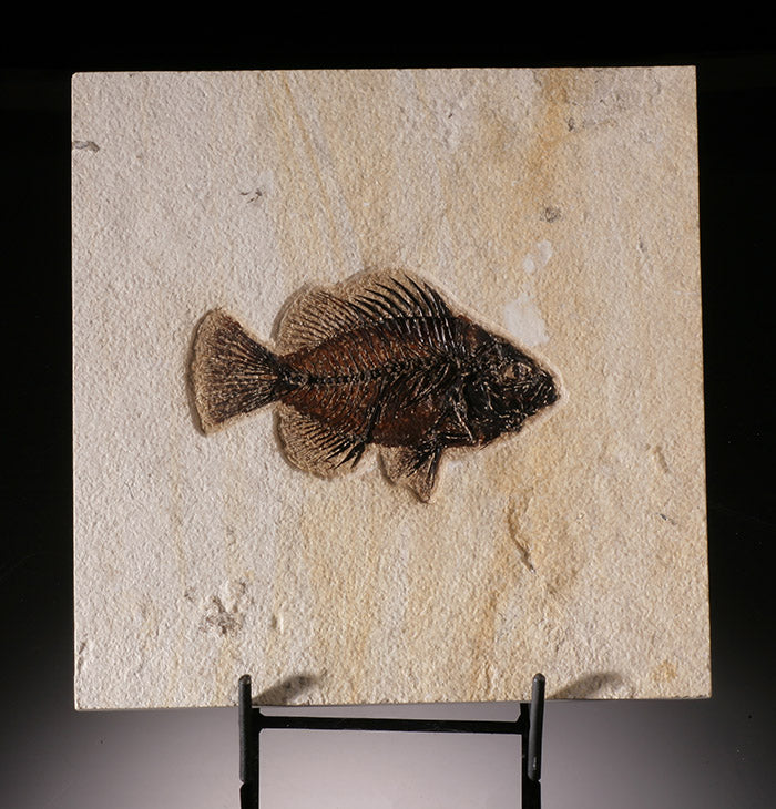 Priscacara Fossil Fish (with stand)